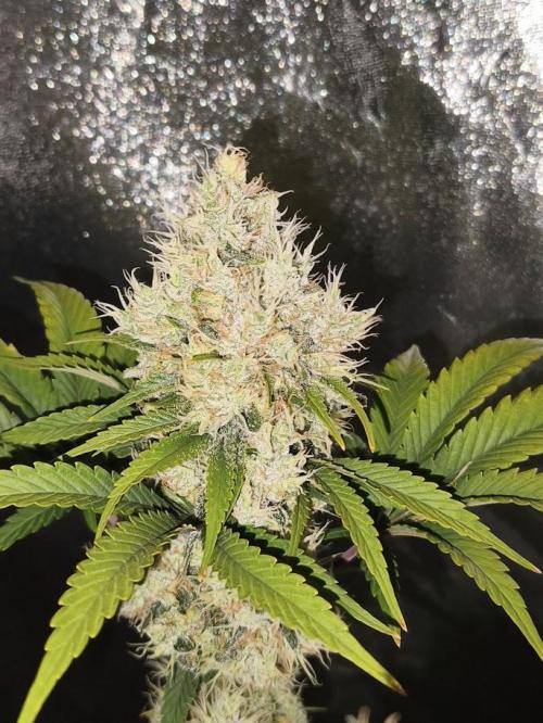 Big Bud. Week 9