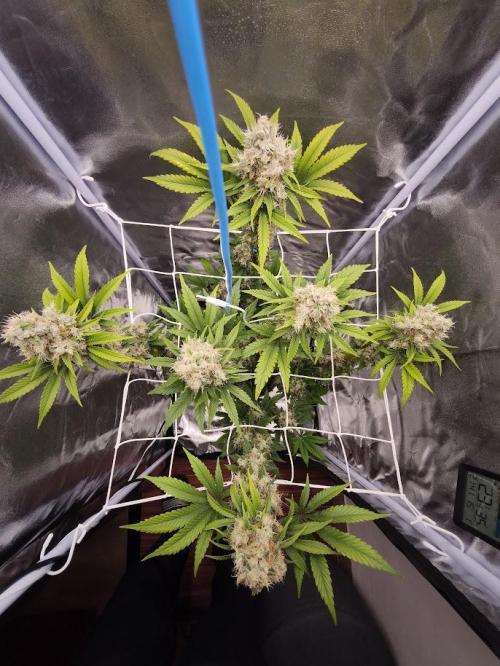 ROOTS 420. Week 9
