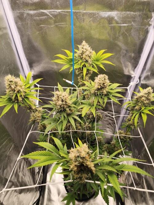 ROOTS 420. Week 9