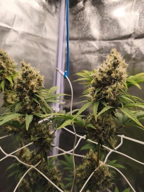 ROOTS 420. Week 9