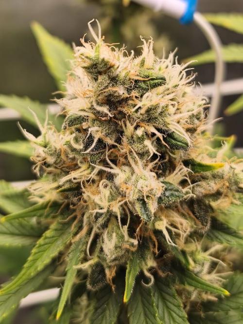 ROOTS 420. Week 9