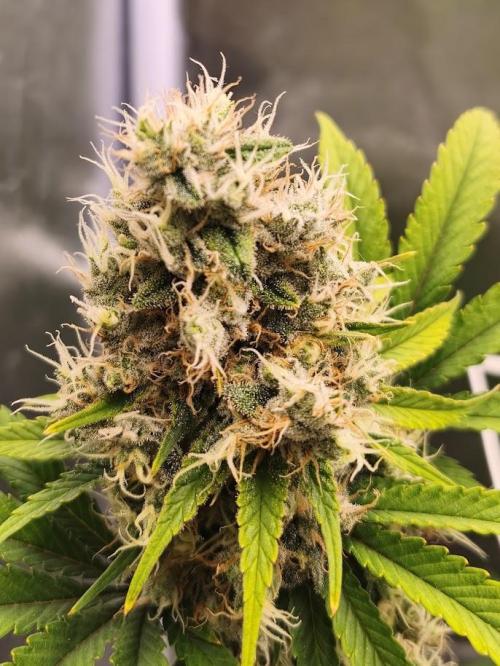 ROOTS 420. Week 9
