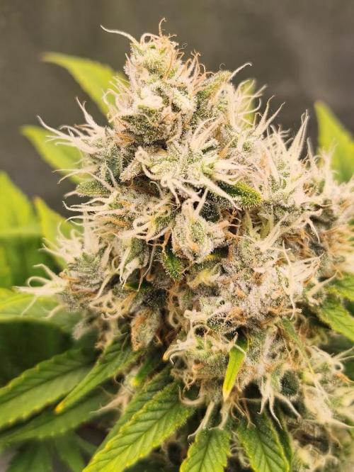 ROOTS 420. Week 9
