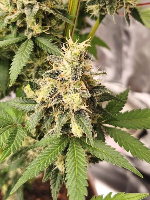 ROOTS 420. Week 9