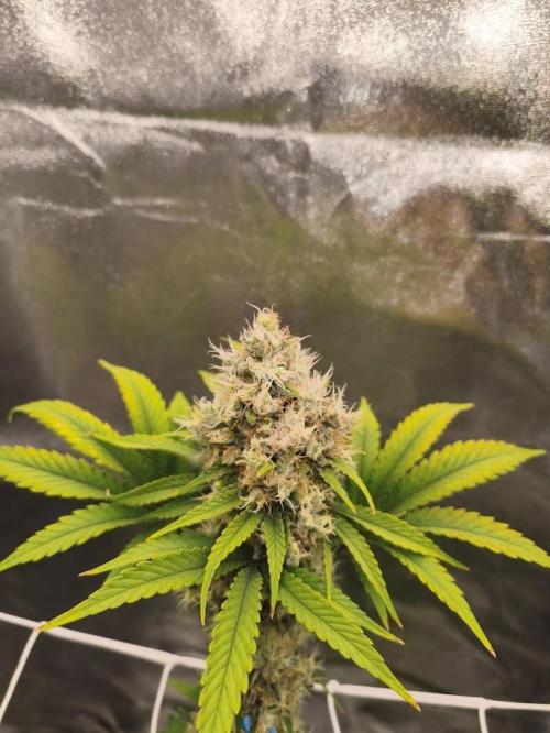 ROOTS 420. Week 9