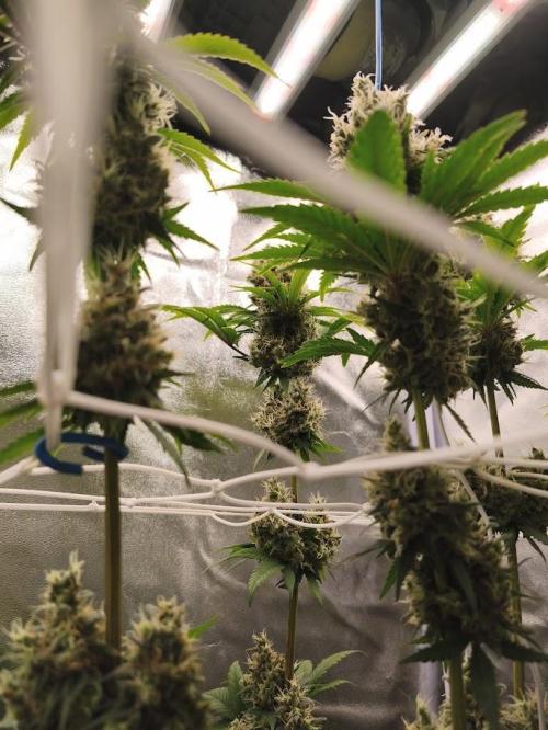 Big Bud. Week 9