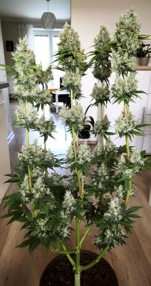 ROOTS 420. Week 10