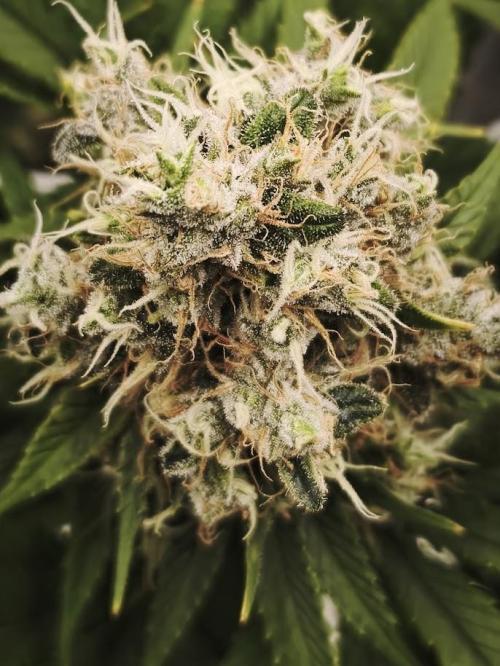ROOTS 420. Week 10