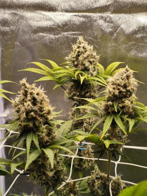 ROOTS 420. Week 10