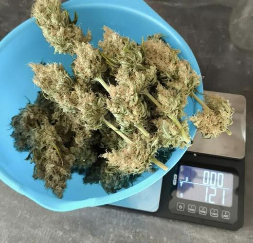 Big Bud. Week 10