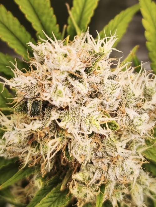 Big Bud. Week 10