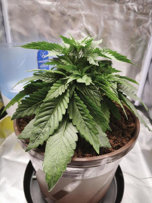 ROOTS 420 vol.2. Week 3
