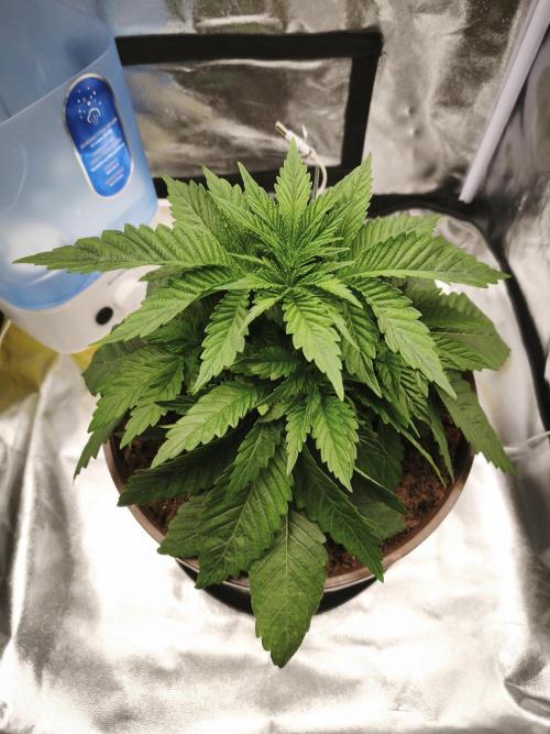ROOTS 420 vol.2. Week 3