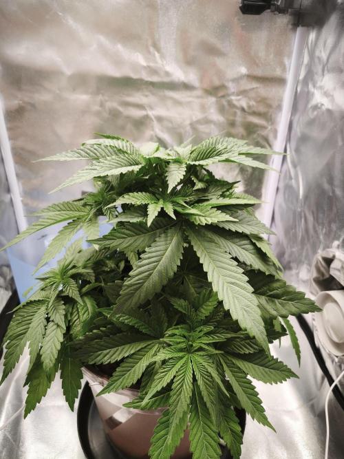 ROOTS 420 vol.2. Week 4