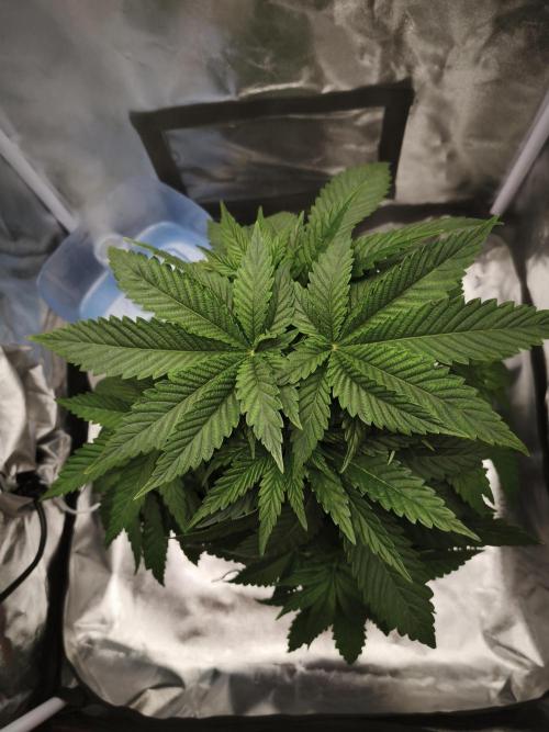 ROOTS 420 vol.2. Week 4
