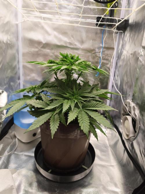 Urbanbox. Week 4