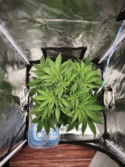 ROOTS 420 vol.2. Week 5