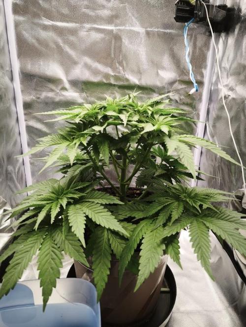 ROOTS 420 vol.2. Week 5