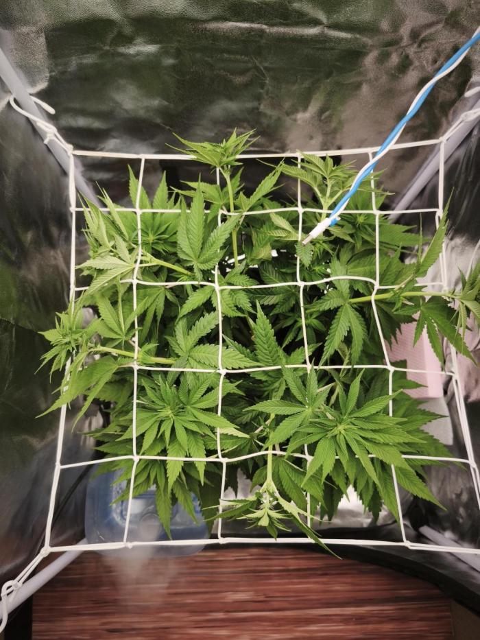 ROOTS 420 vol.2. Week 6