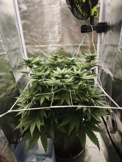 ROOTS 420 vol.2. Week 6