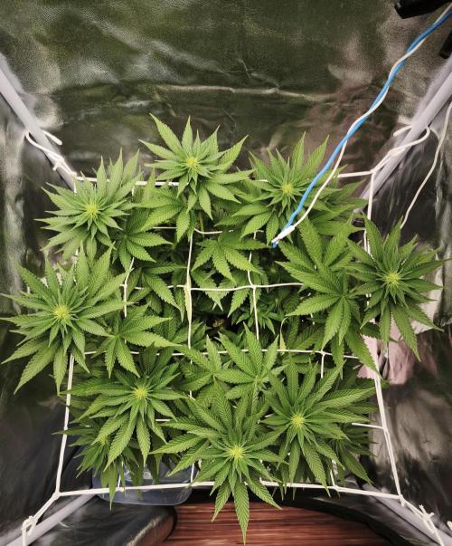 ROOTS 420 vol.2. Week 6
