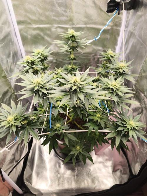 ROOTS 420 vol.2. Week 7