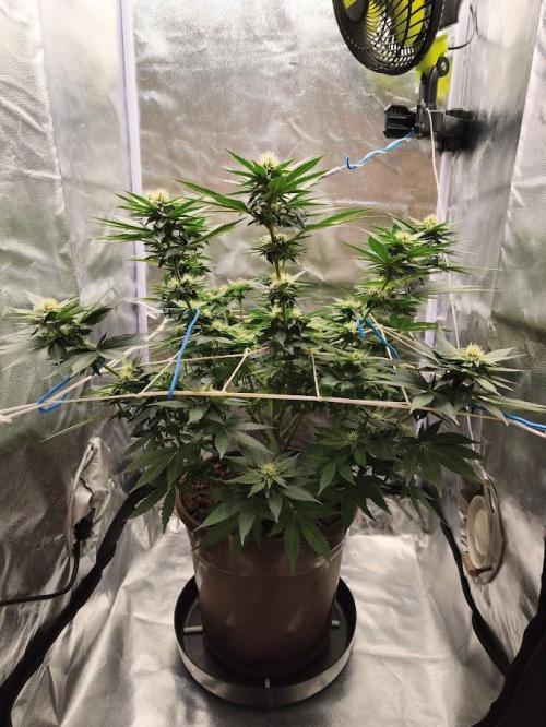 ROOTS 420 vol.2. Week 7