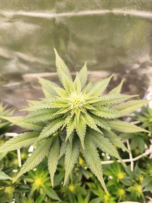 Urbanbox. Week 7