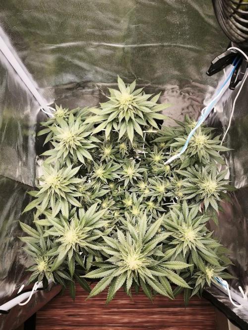 ROOTS 420 vol.2. Week 8