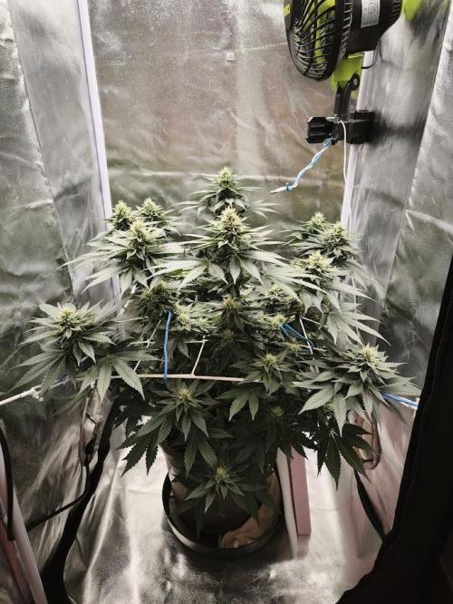 ROOTS 420 vol.2. Week 8