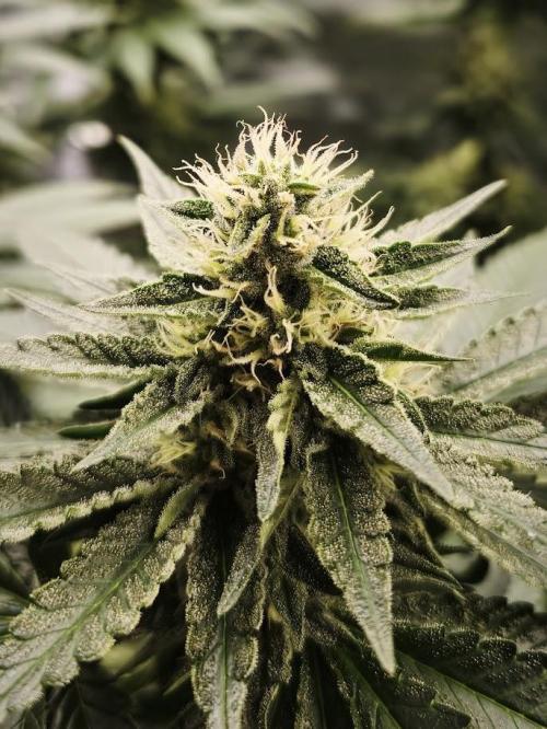 ROOTS 420 vol.2. Week 9