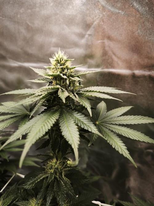 ROOTS 420 vol.2. Week 9