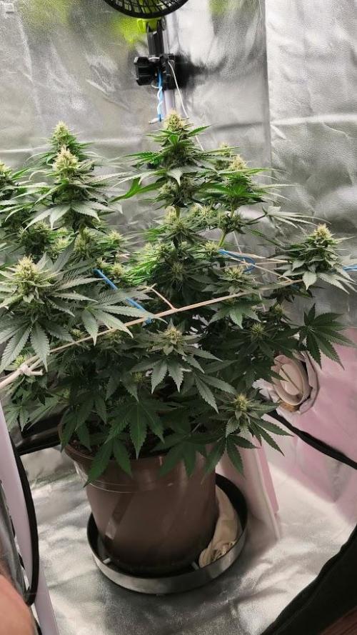 Urbanbox. Week 9