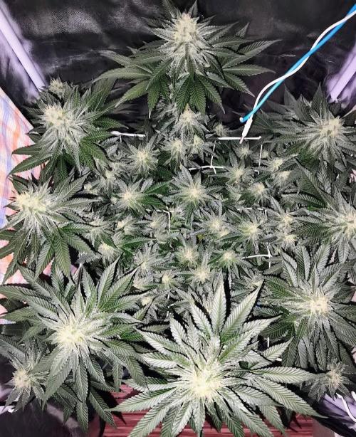 ROOTS 420 vol.2. Week 10