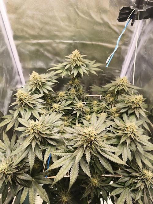 ROOTS 420 vol.2. Week 11