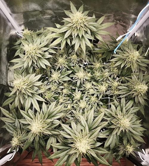ROOTS 420 vol.2. Week 11