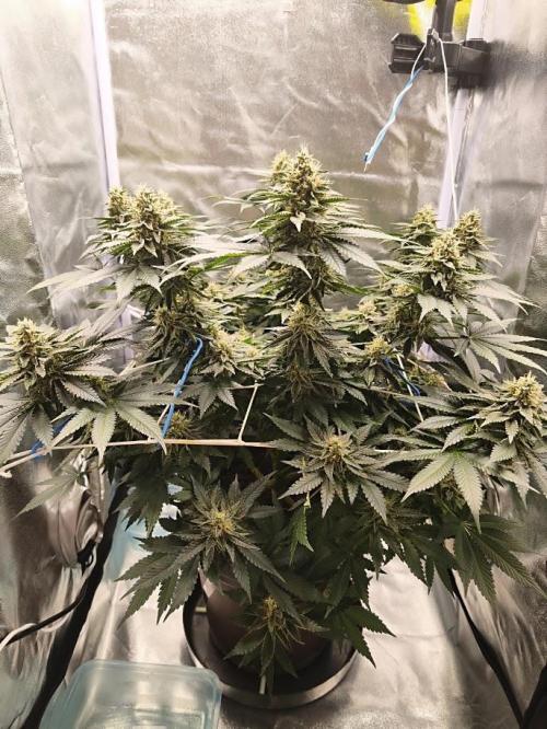 ROOTS 420 vol.2. Week 11