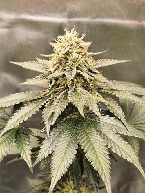 ROOTS 420 vol.2. Week 11