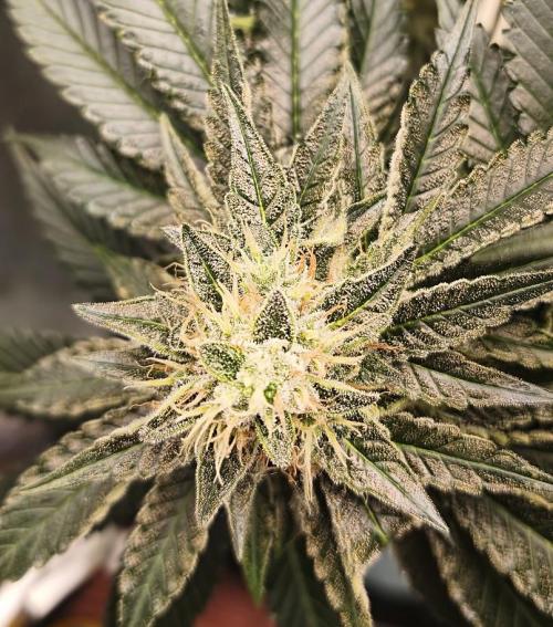 ROOTS 420 vol.2. Week 11