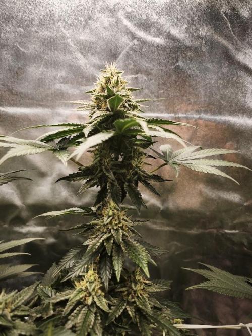 Urbanbox. Week 11