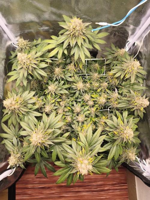 ROOTS 420 vol.2. Week 13