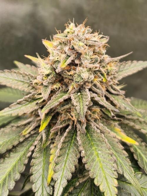 ROOTS 420 vol.2. Week 13