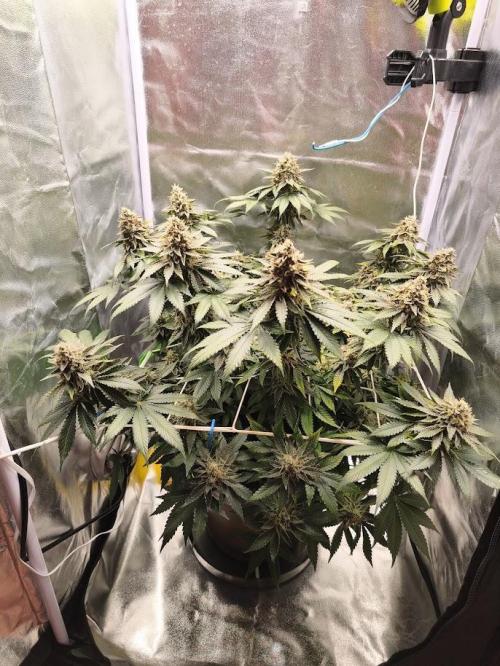 ROOTS 420 vol.2. Week 13
