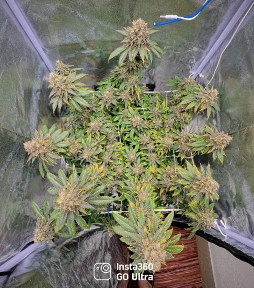 Urbanbox. Week 14