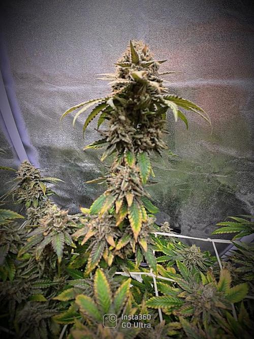 ROOTS 420 vol.2. Week 15