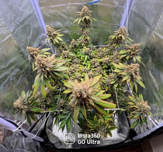 ROOTS 420 vol.2. Week 15