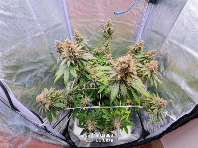ROOTS 420 vol.2. Week 14