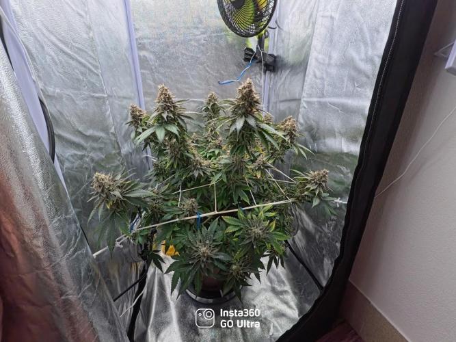 ROOTS 420 vol.2. Week 14