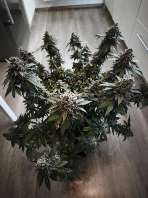 ROOTS 420 vol.2. Week 16