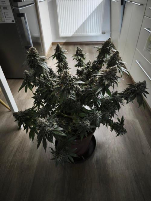 ROOTS 420 vol.2. Week 16